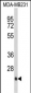 DERL2 Antibody (C-term)